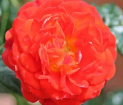 Zwerg-Kletterrose 'Starlet® Carmen®'