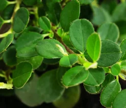 Zwergmispel 'Frieders Evergreen'