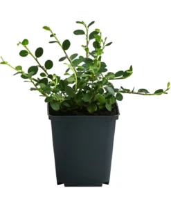 Zwergmispel 'Frieders Evergreen'