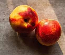 Zwergnektarine 'Rubis Necta Zee'