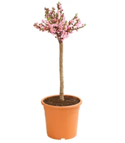 Zwergnektarine 'Rubis Necta Zee'