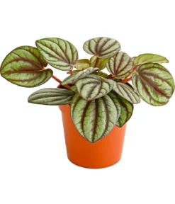 Zwergpfeffer - Pilea peperomiodides
