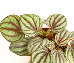 Zwergpfeffer - Pilea peperomiodides