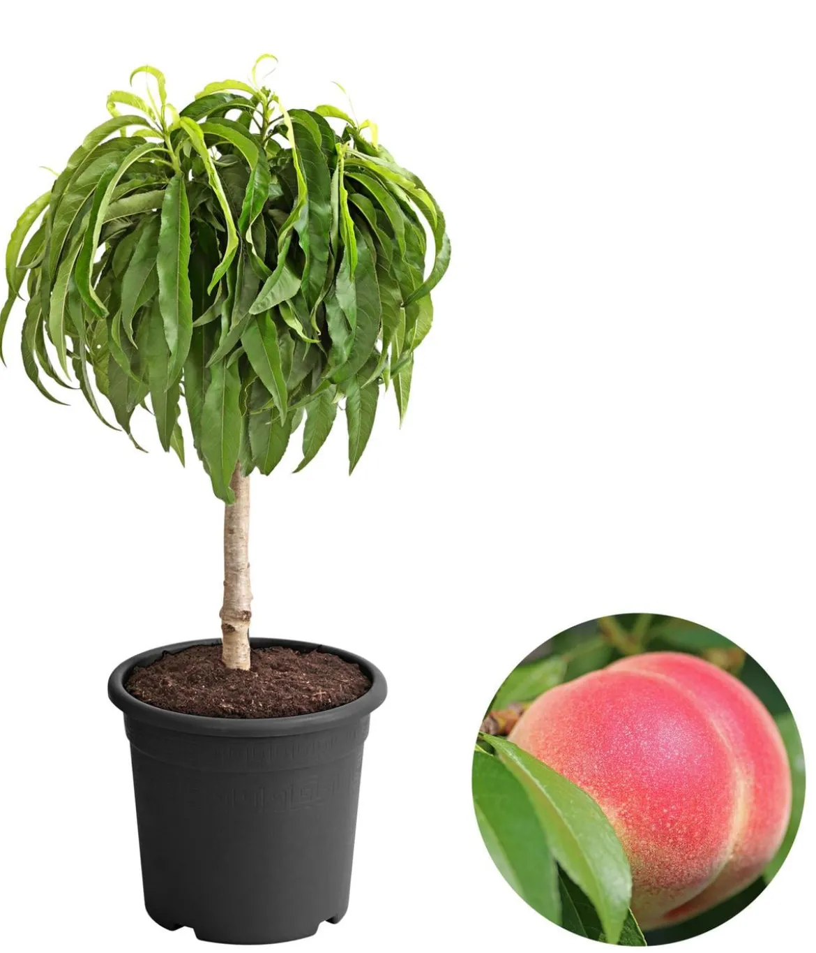 Zwergpfirsich 'Amber Pix Zee'