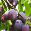 Zwergpflaume 'Hanna'