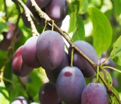 Zwergpflaume 'Hanna'