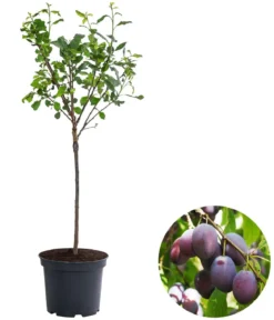 Zwergpflaume 'Hanna'