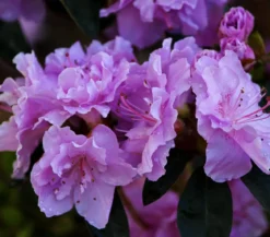 Zwerg-Rhododendron
