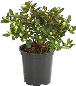Zwerg-Rhododendron