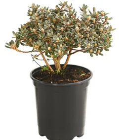 Zwerg-Rhododendron