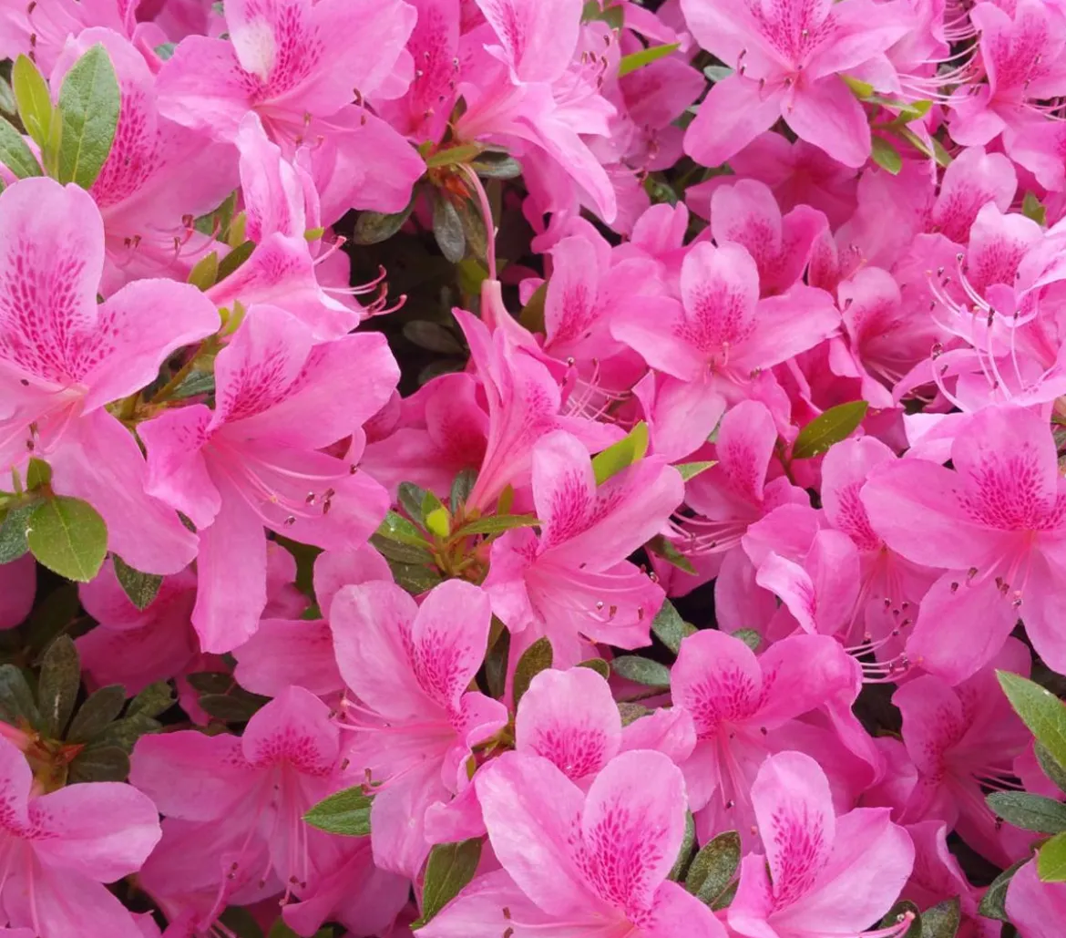 Zwerg-Rhododendron