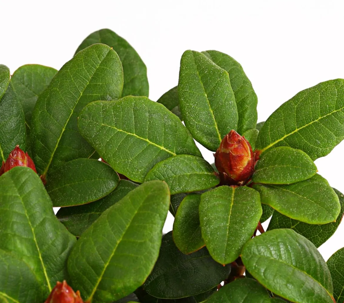 Zwerg-Rhododendron