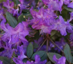 Zwerg-Rhododendron