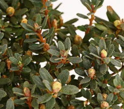 Zwerg-Rhododendron