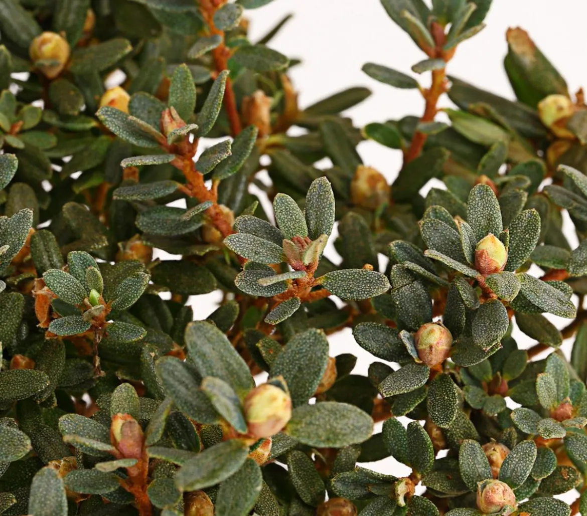 Zwerg-Rhododendron