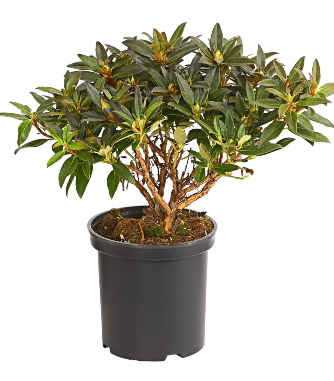 Zwerg-Rhododendron