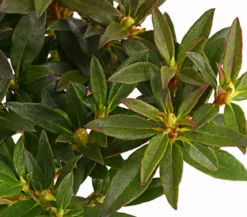 Zwerg-Rhododendron
