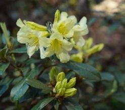 Zwerg-Rhododendron