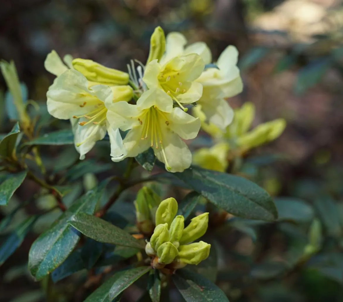 Zwerg-Rhododendron