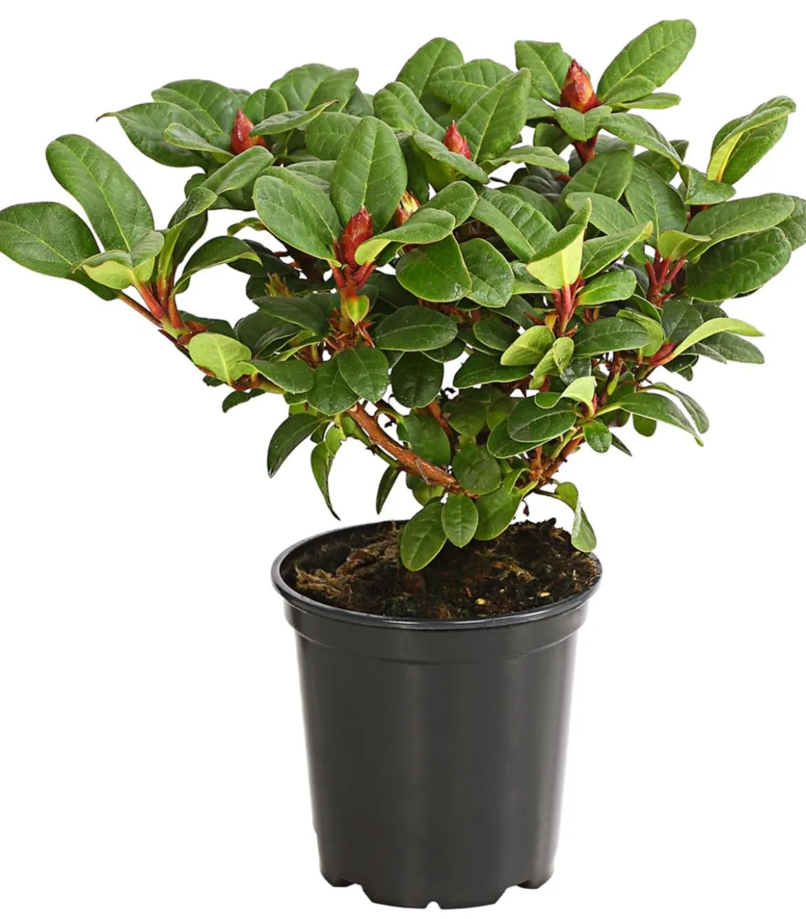Zwerg-Rhododendron