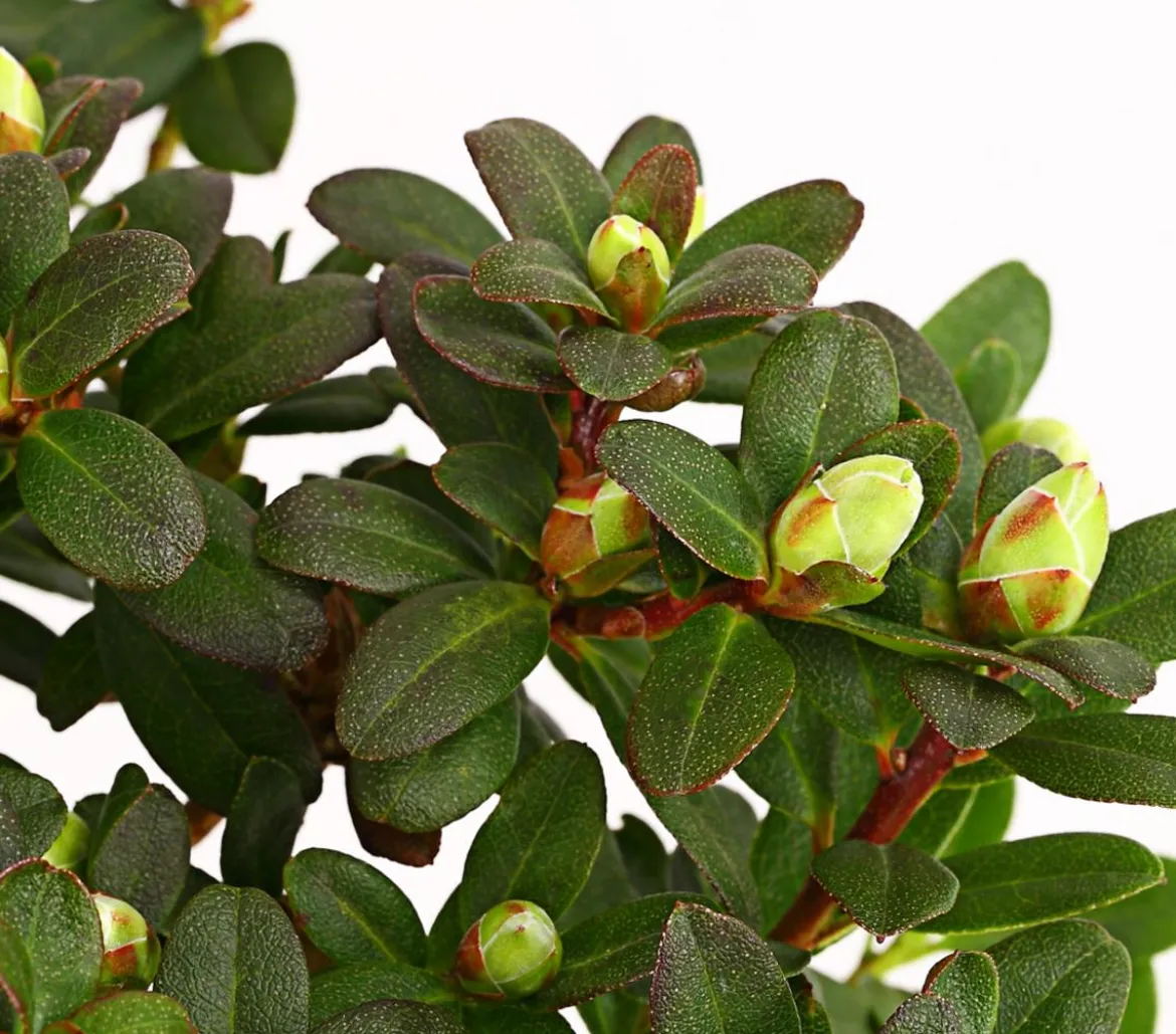 Zwerg-Rhododendron