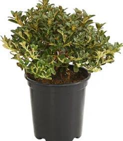 Zwerg-Rhododendron