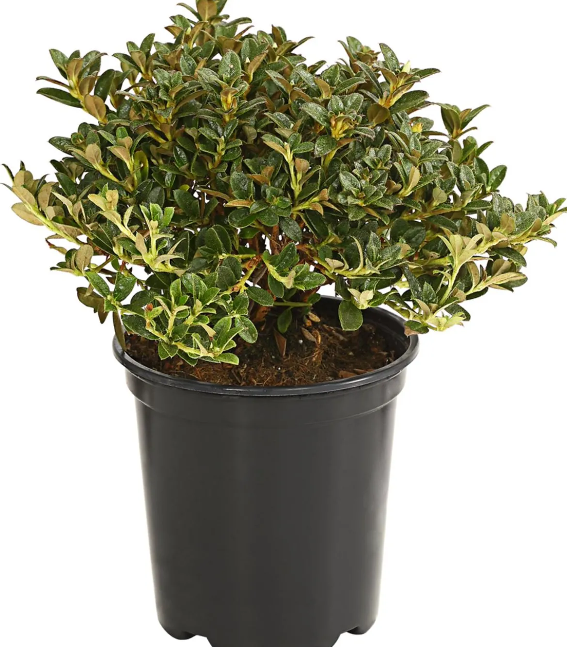 Zwerg-Rhododendron