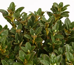 Zwerg-Rhododendron