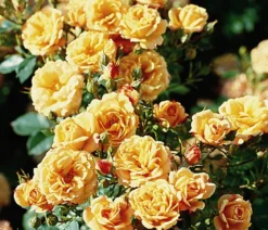 Zwergrose 'Apricot Clementine®'