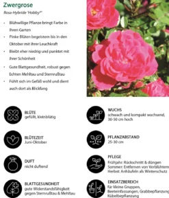 Zwergrose 'Hobby®'