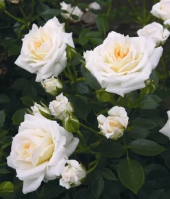 Zwergrose 'Honeymilk®'