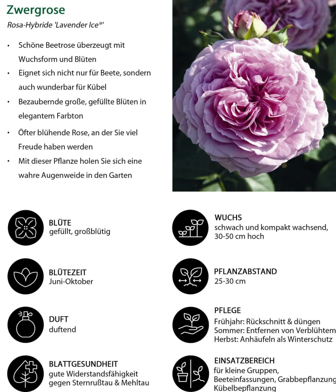 Zwergrose 'Lavender Ice®'