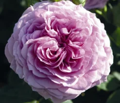 Zwergrose 'Lavender Ice®'