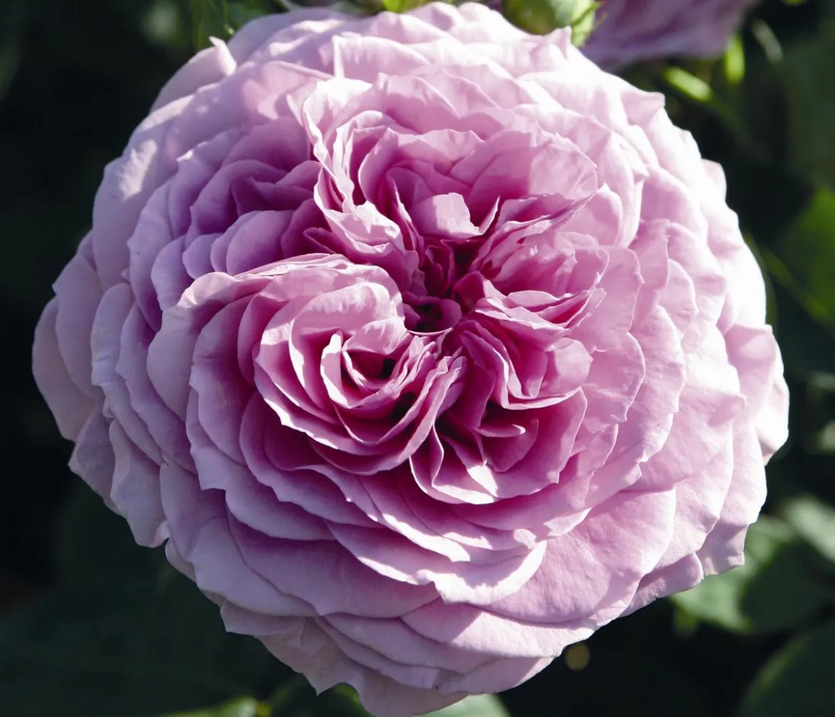 Zwergrose 'Lavender Ice®'