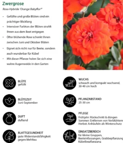 Zwergrose 'Orange Babyflor®'