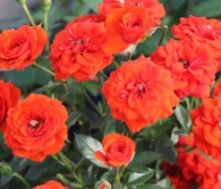 Zwergrose 'Orange Babyflor®'