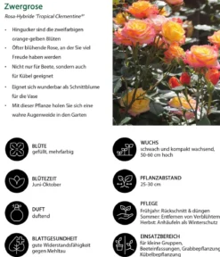 Zwergrose 'Tropical Clementine®'
