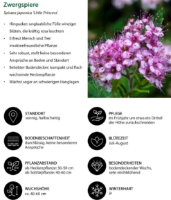 Zwergspiere 'Little Princess'