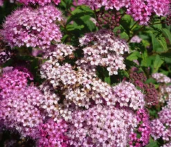 Zwergspiere 'Little Princess'