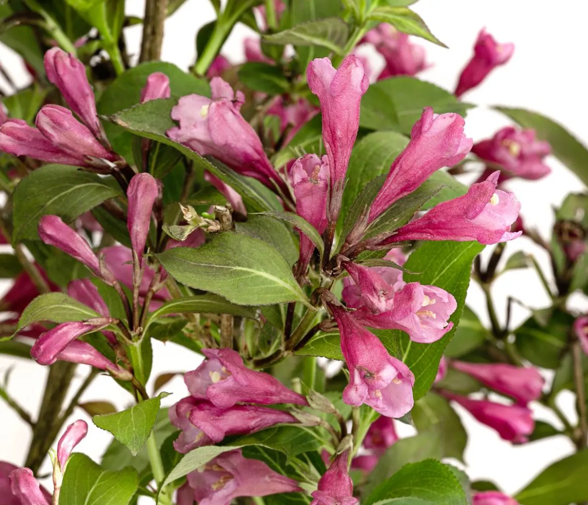 Zwerg-Weigelie 'Nana Purpurea'