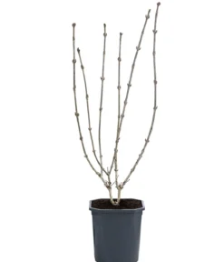 Zwerg-Weigelie 'Nana Purpurea'