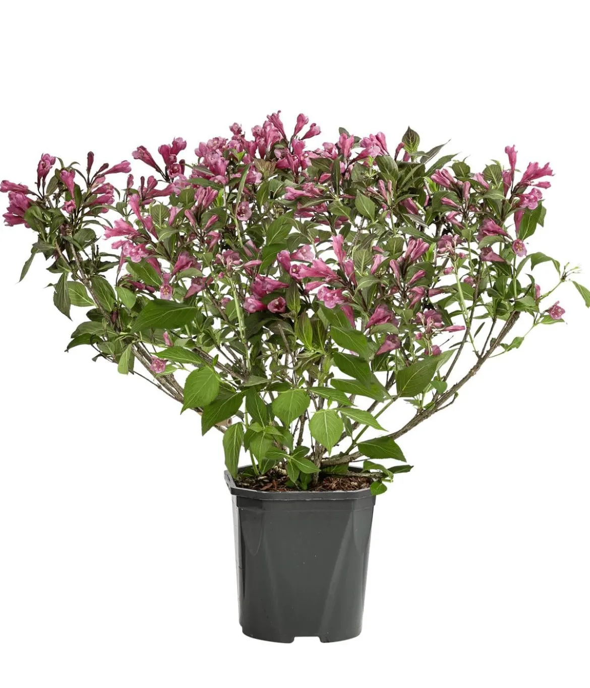 Zwerg-Weigelie 'Nana Purpurea'