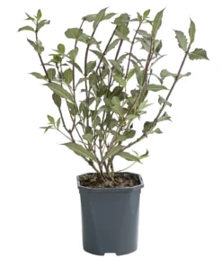 Zwerg-Weigelie 'Nana Purpurea'