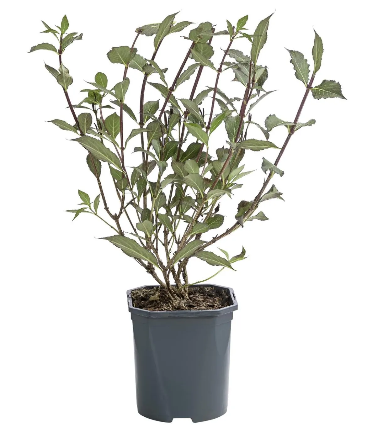 Zwerg-Weigelie 'Nana Purpurea'