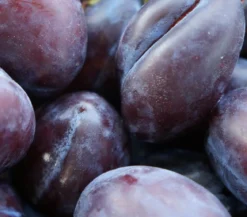 Zwetschge 'Haroma'