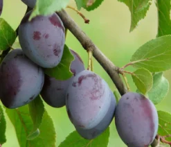 Zwetschge 'Katinka'
