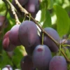Zwetschge 'Kulinaria-Toptaste'