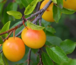 Zwetschge - Mirabelle 'Miroma' ®