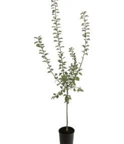 Zwetschge - Mirabelle 'Miroma' ®