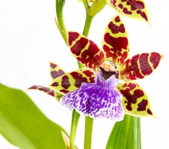 Zygopetalum - Zygopetalum cultivars